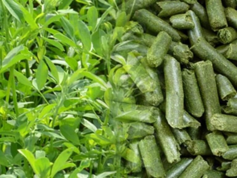 Grass Pellet Machine for Sustainable Biomass and Feed Production